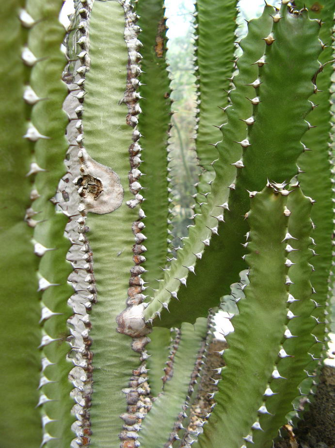 افوربیا کانارنسیس